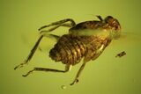 Fossil Cicada (Cicadoidea) Larva In Baltic Amber #45153-1